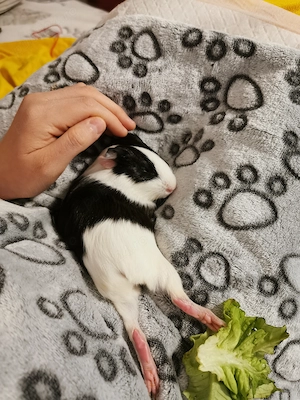 Pui porcușor guineea femela + cușcă si accesorii 