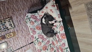 Donez gratis Amstaf de 1an și jumate 