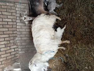 De vazare capre carpatin - imagine 3