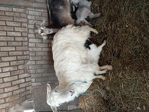 De vazare capre carpatin - imagine 2