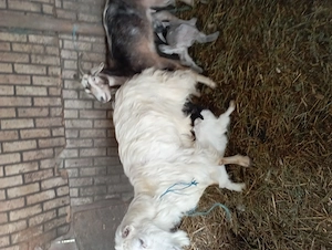 De vânzare 2 capre cu ezi și 2 edute