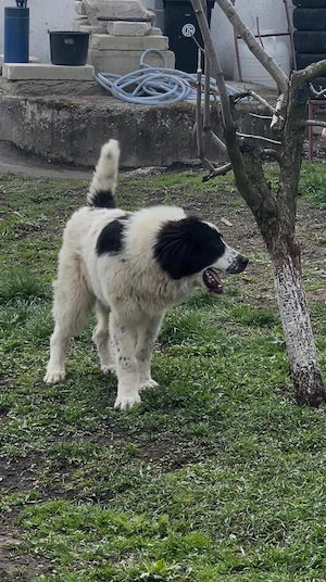 Ciobanesc de Bucovina 