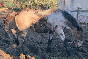 vand iapa cu mânză  - imagine 2