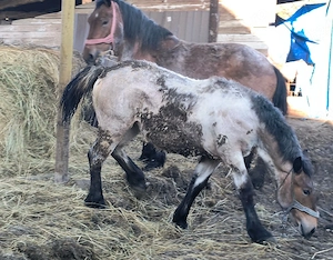 vand iapa cu mânză  - imagine 3