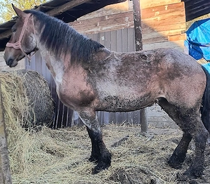 vand iapa cu mânză  - imagine 4