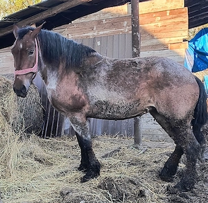 vand iapa cu mânză  - imagine 5