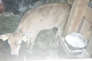 Vând vițel din rasa Jersy