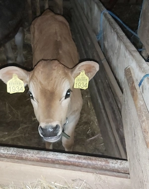 Vând vițel din rasa Jersy - imagine 5