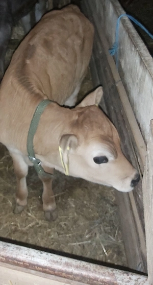 Vând vițel din rasa Jersy - imagine 2