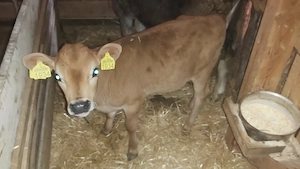 Vând vițel din rasa Jersy - imagine 3