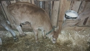 Vând vițel din rasa Jersy - imagine 4