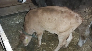 Vând vițel din rasa Jersy - imagine 6