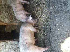 Disponibili 3 buc 90 100 kg - imagine 2
