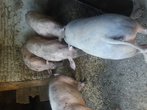 Disponibili 3 buc 90 100 kg