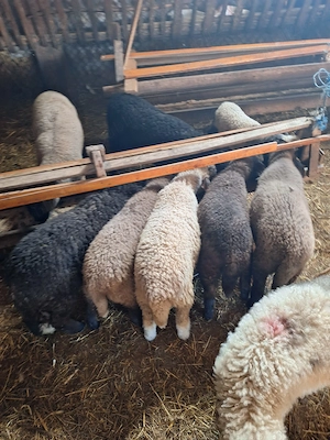 Miei de vânzare  - imagine 3