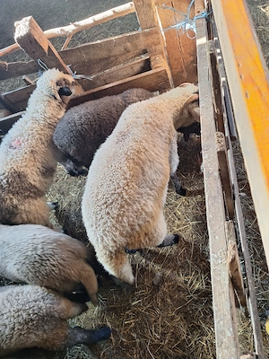 Miei de vânzare  - imagine 6