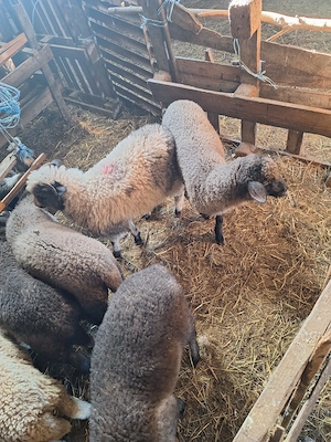 Miei de vânzare  - imagine 5