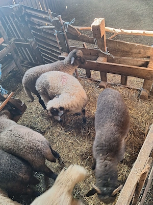 Miei de vânzare  - imagine 8