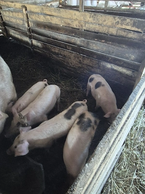 purcei de 6 săptămâni.. - imagine 3