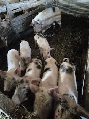 purcei de 6 săptămâni.. - imagine 2