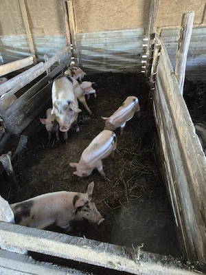 purcei de 6 săptămâni..