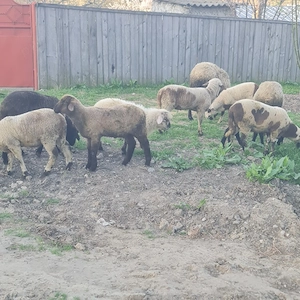 Miei de vâzare 40 - imagine 3