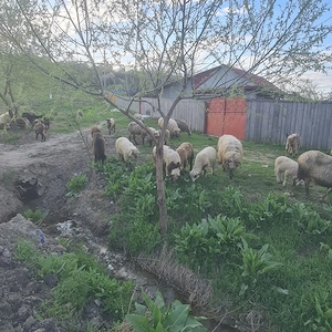 Miei de vâzare 40 - imagine 4