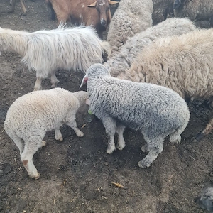 Miei de vâzare 40 - imagine 5