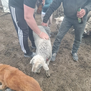 Miei de vâzare 40 - imagine 2