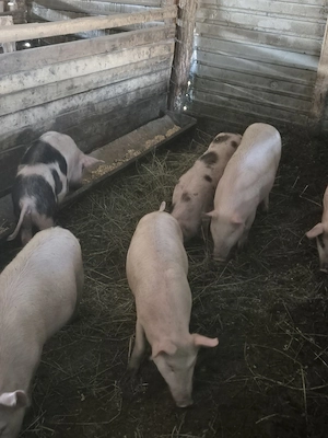 soladanei mancaciosi de vanzare