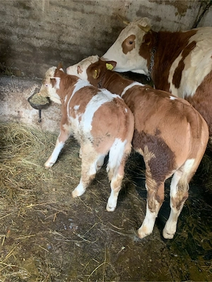 Vitei de vanzare  - imagine 2