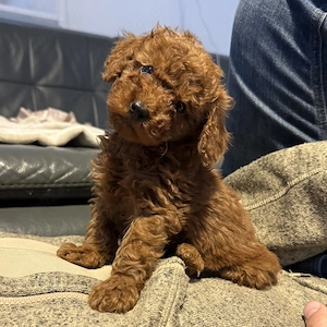 Caniche Pudel Roșu Roșcat Poodle