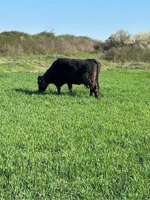 vand vaca angus  - imagine 5