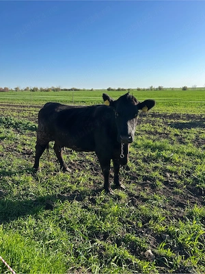vand vaca angus  - imagine 3