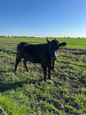 vand vaca angus  - imagine 4