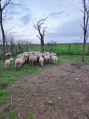 Miei de vanzare - imagine 2