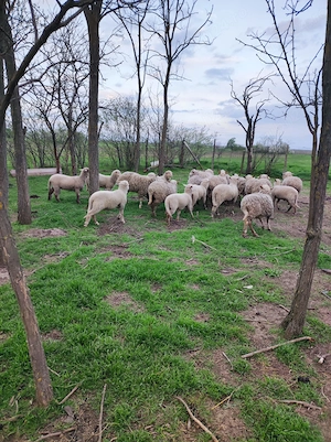 Miei de vanzare - imagine 3