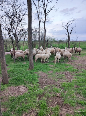 Miei de vanzare - imagine 4