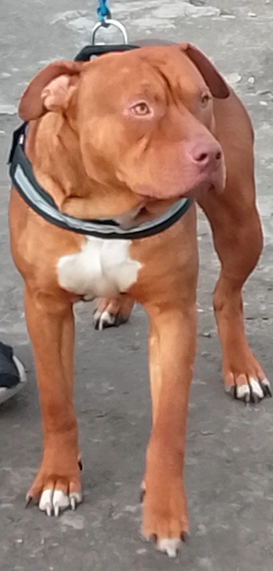 Amstaff de vânzare 1  an 3 lunii 