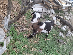 Vând capre  - imagine 2