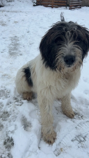 vand caine  - imagine 2