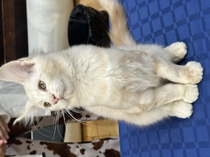 Pui de Maine Coon cu pedigree - imagine 3