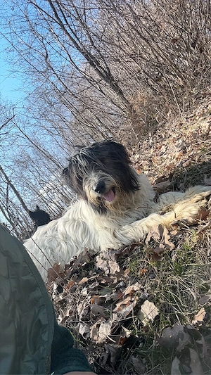 vand caine  - imagine 3