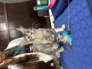 Pui de Maine Coon cu pedigree - imagine 2