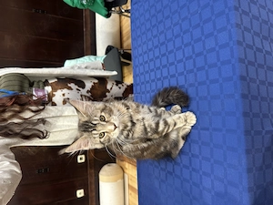 Pui de Maine Coon cu pedigree - imagine 4