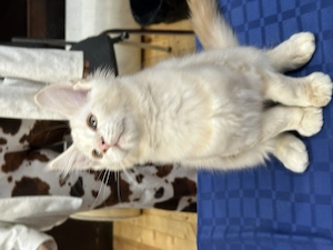 Pui de Maine Coon cu pedigree