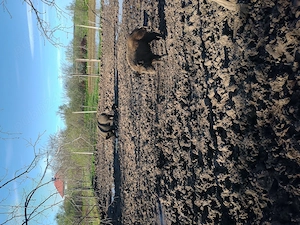 Porci mistreți  - imagine 2