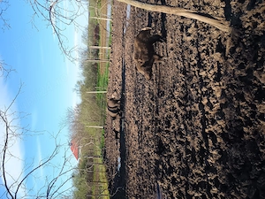 Porci mistreți  - imagine 3