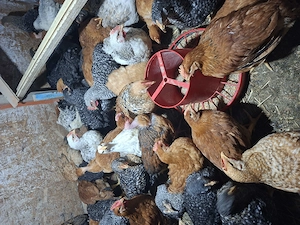 Pui mari de țară crescuți cu uruială