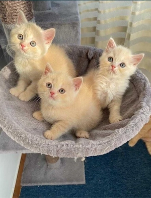 british mascul si femela